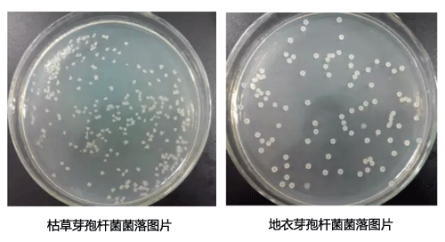 地衣芽孢桿菌和枯草芽孢桿菌菌落對(duì)比圖片